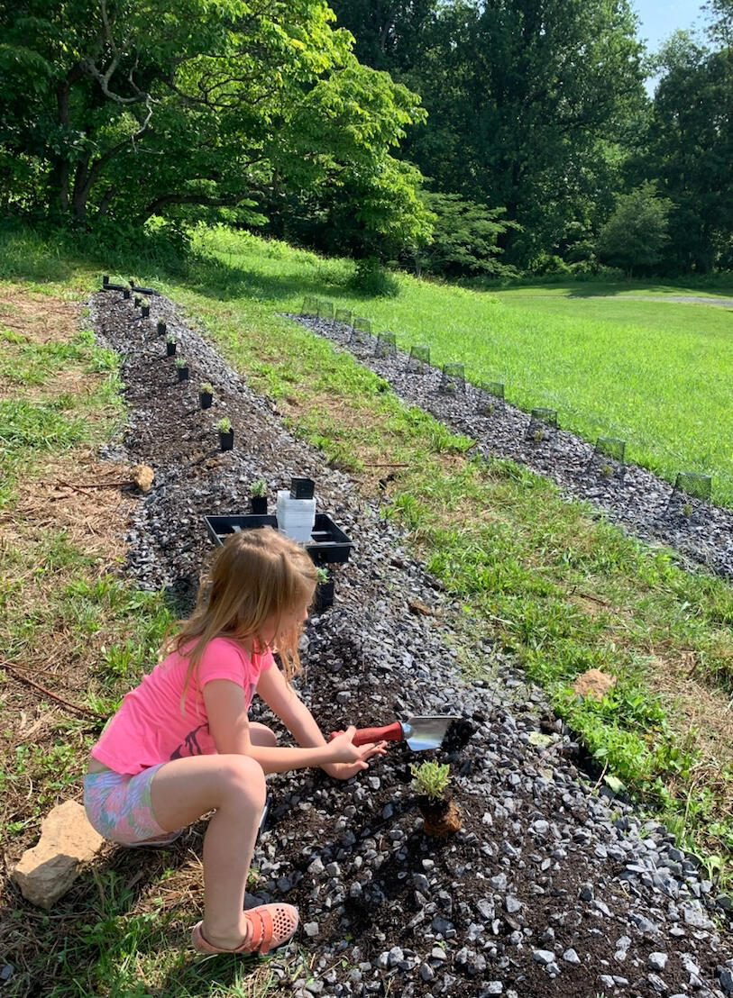 Planting rows of lavender plants